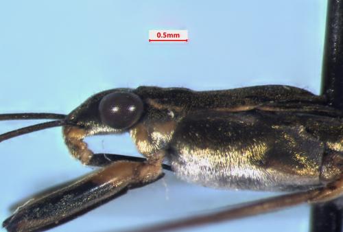 Gerris buenoi
